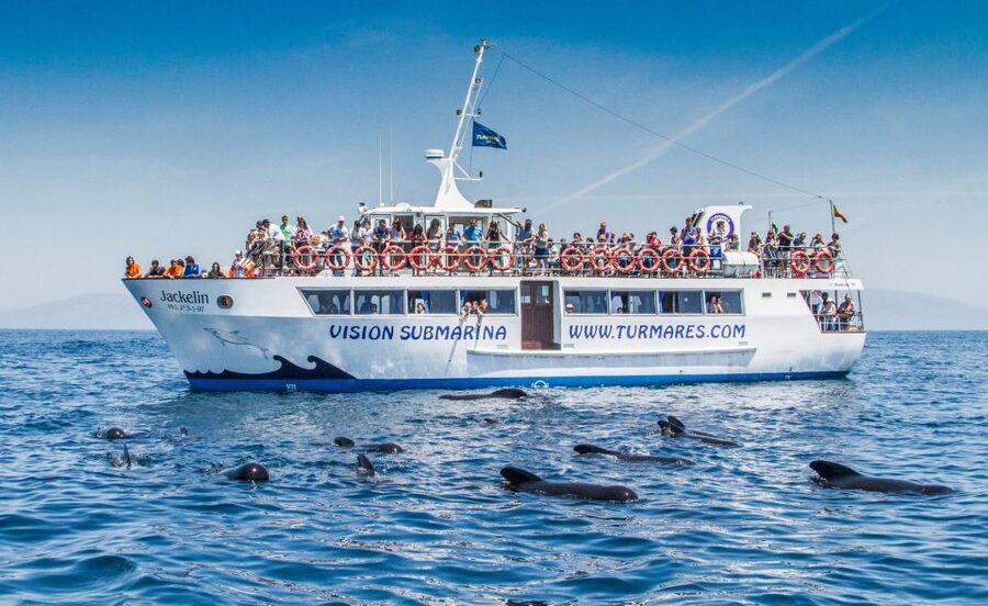 Tarifa: Whale & Dolphin Watching in the Strait of Gibraltar - Weather, sea motion, and practical comfort