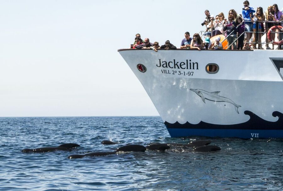Tarifa: Whale & Dolphin Watching in the Strait of Gibraltar - Families and different types of visitors