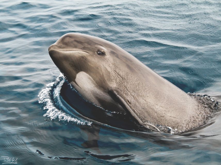 Tarifa: Whale & Dolphin Watching in the Strait of Gibraltar - Arriving at Turmares in Tarifa