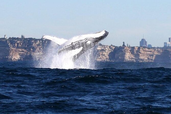 Taronga Zoo & Whale Watching Cruise Combo - Sydney Harbour - Arriving at Taronga Zoo around 11:55 am