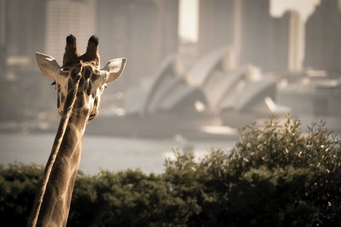 Taronga Zoo & Whale Watching Cruise Combo - Sydney Harbour - What the $96.83 price really covers