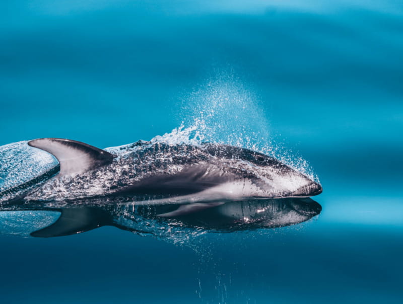 Telegraph Cove: 3-Hour Whale Watching Tour in a Zodiac Boat - Weather, cancellations, and flexibility