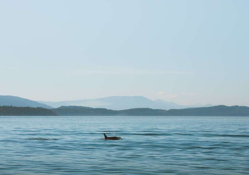 Telegraph Cove: 3-Hour Whale Watching Tour in a Zodiac Boat - Starting at Telegraph Cove’s historic boardwalk