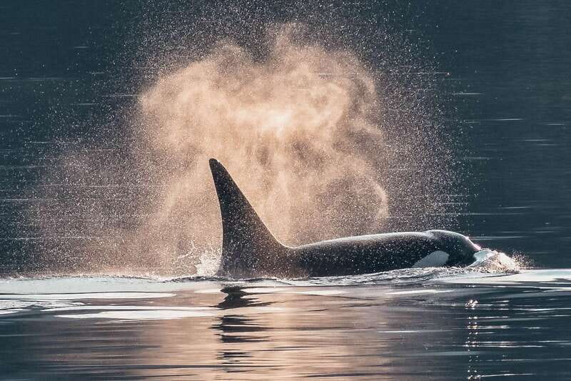 Telegraph Cove: 3-Hour Whale Watching Tour in a Zodiac Boat - Leaving the cove and searching the coastline