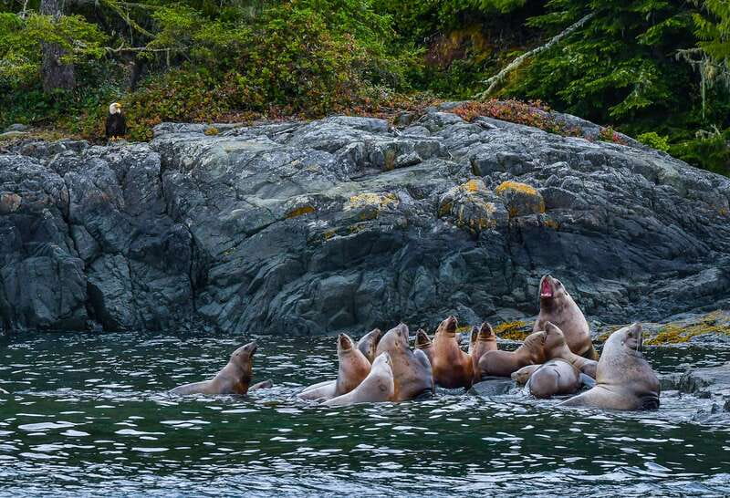 Telegraph Cove: 3-Hour Whale Watching Tour in a Zodiac Boat - The main prize: orcas and humpback whales