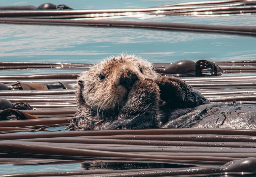 Telegraph Cove: 3-Hour Whale Watching Tour in a Zodiac Boat - Camera advice and what to wear