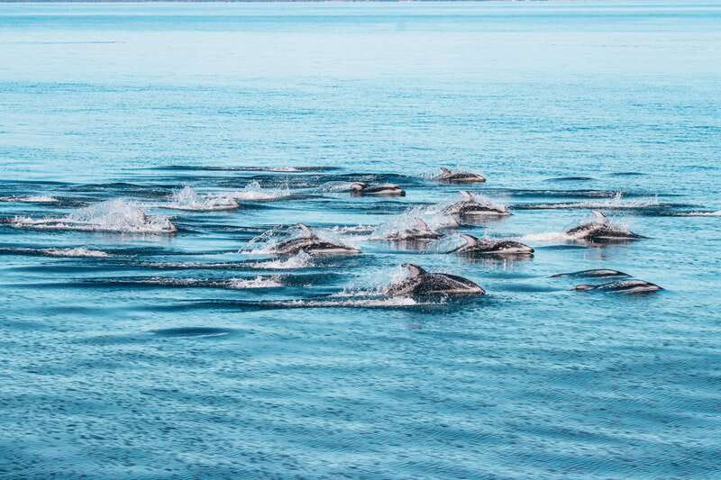 Telegraph Cove: Whale Watching Adventure with Free Photos - Who should book this Telegraph Cove cruise?