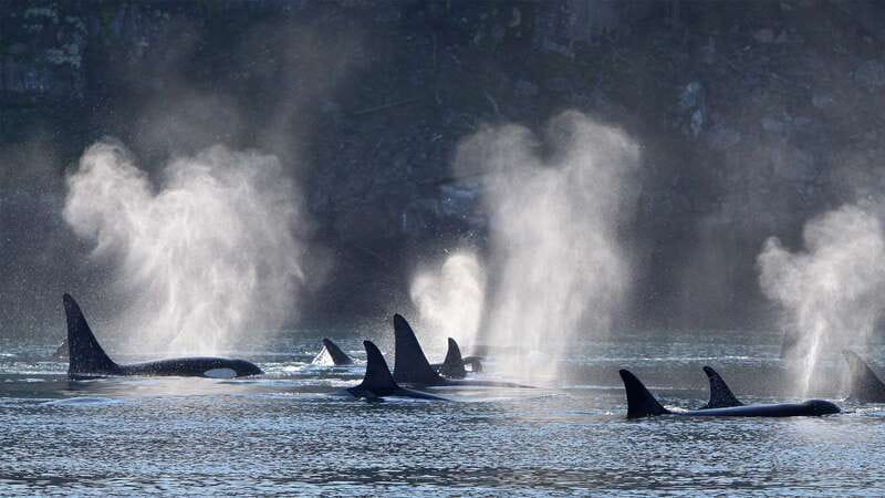Telegraph Cove: Whale Watching Adventure with Free Photos - Searching Johnstone Strait for orcas and humpbacks