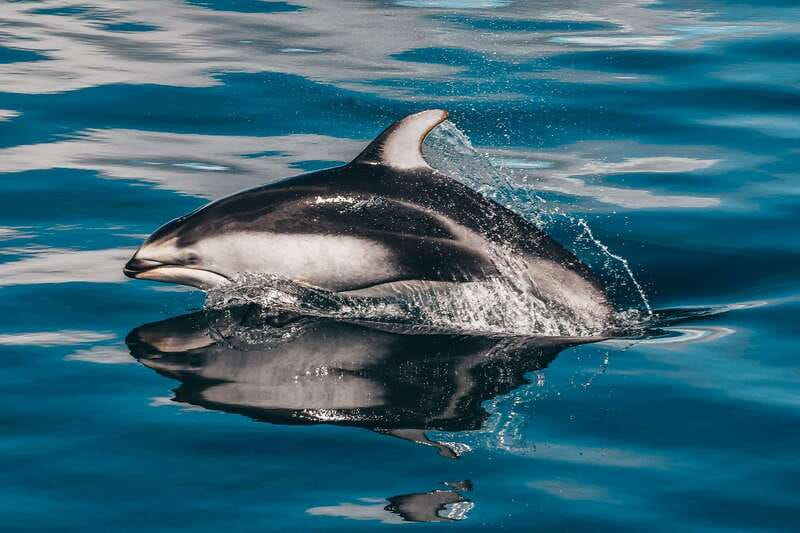 Telegraph Cove: Whale Watching Adventure with Free Photos - Warm drinks and the small comforts onboard