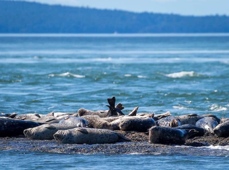 Telegraph Cove: Whale Watching Adventure with Free Photos - The Ocean Magic II and why the boat matters