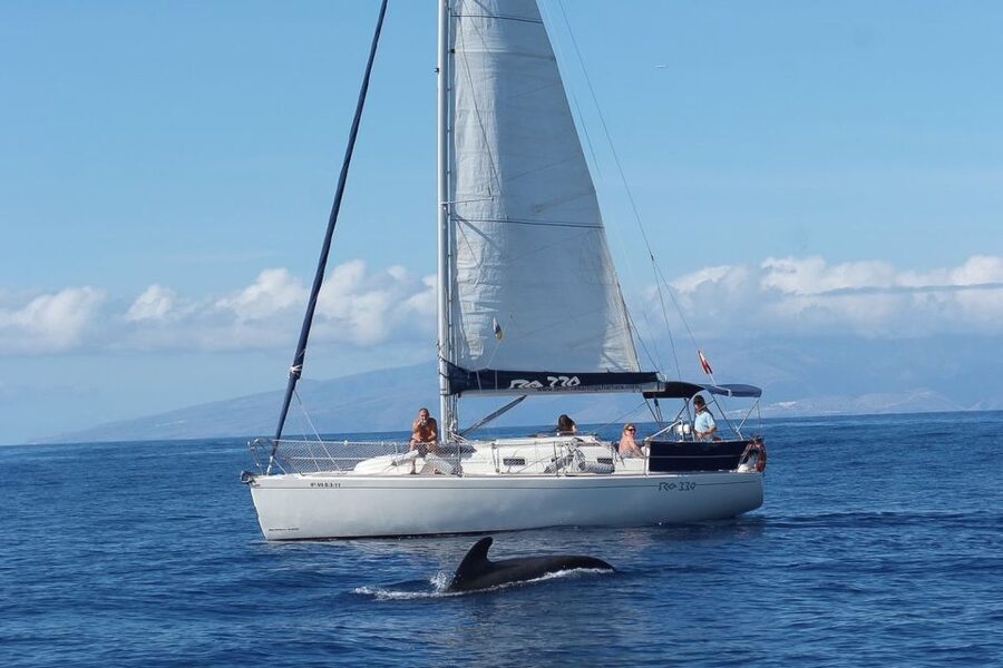 Tenerife: 3 &-6 Hour Private Whale & Dolphin Watching - Key points to know before booking