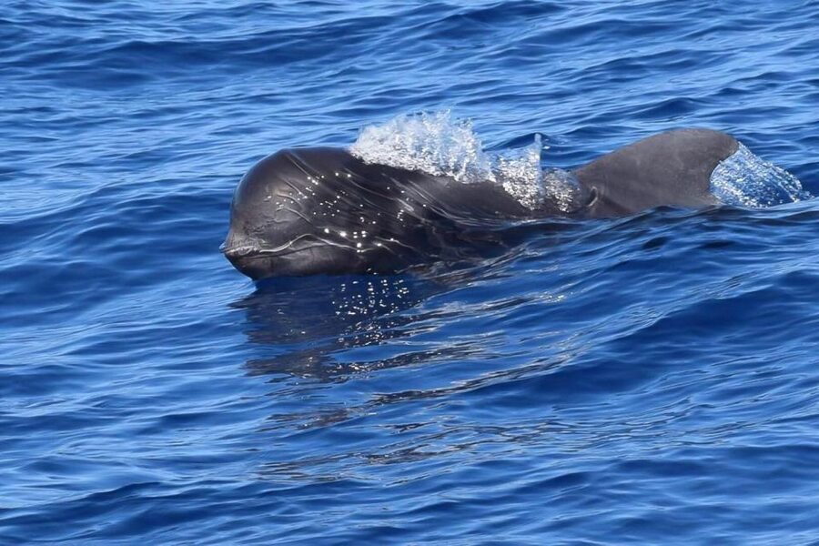 Tenerife: 3 &-6 Hour Private Whale & Dolphin Watching - Setting sail from Puerto Colon on the Gran Azor