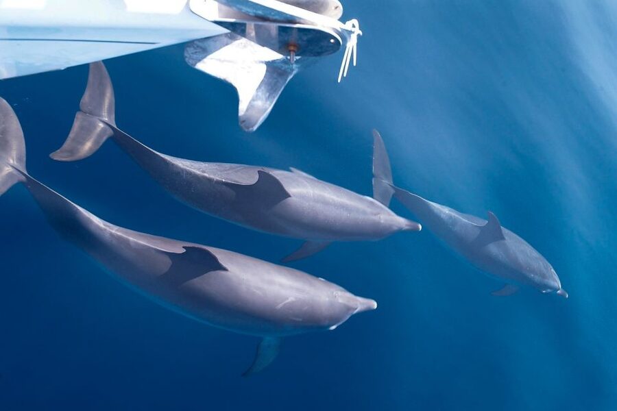 Tenerife: 3 &-6 Hour Private Whale & Dolphin Watching - Six hours that mix wildlife and coastal scenery