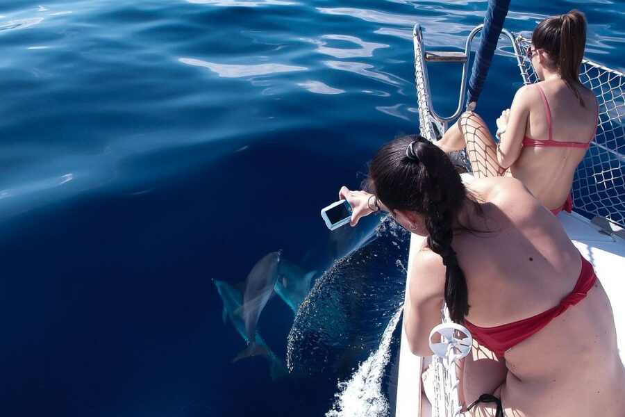 Tenerife: 3 &-6 Hour Private Whale & Dolphin Watching - Food and drinks without the picnic planning