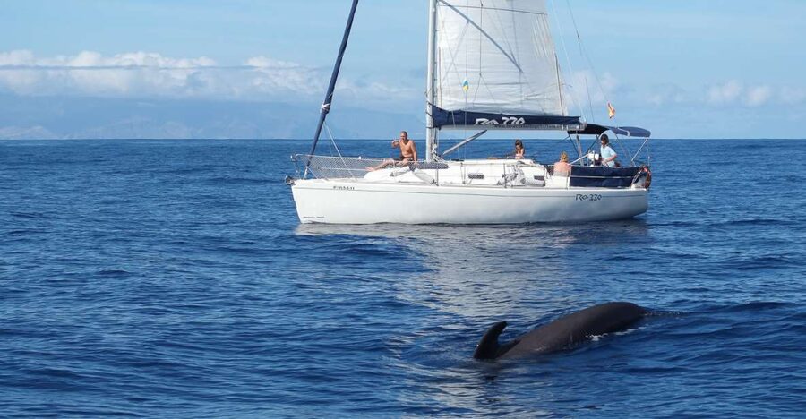 Tenerife: 3 &-6 Hour Private Whale & Dolphin Watching - What Captain Maxi adds to the day