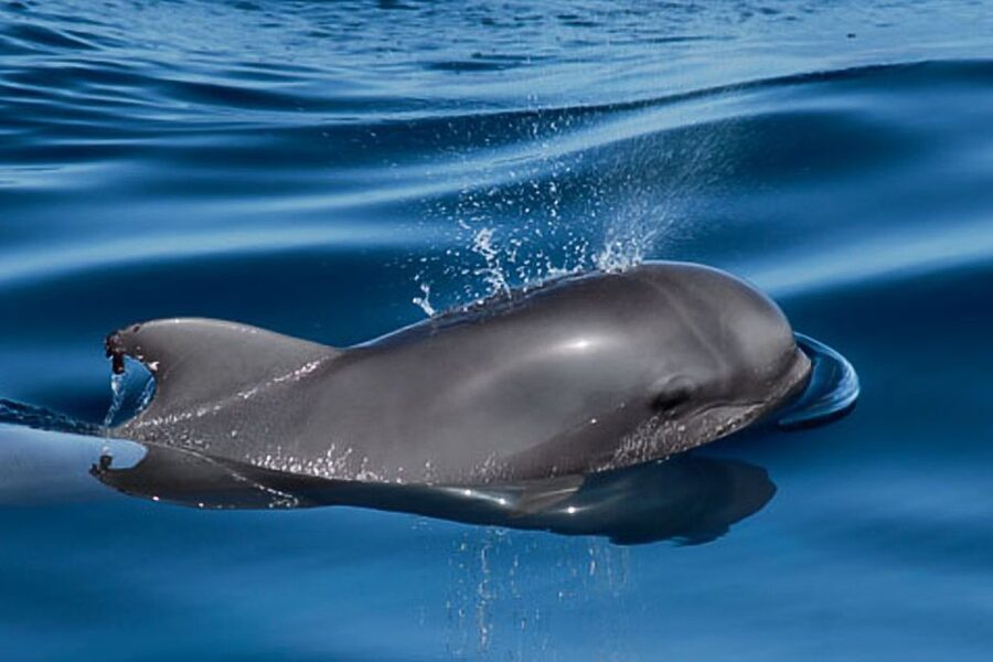 Tenerife: 3 &-6 Hour Private Whale & Dolphin Watching - Who will enjoy this private yacht trip?