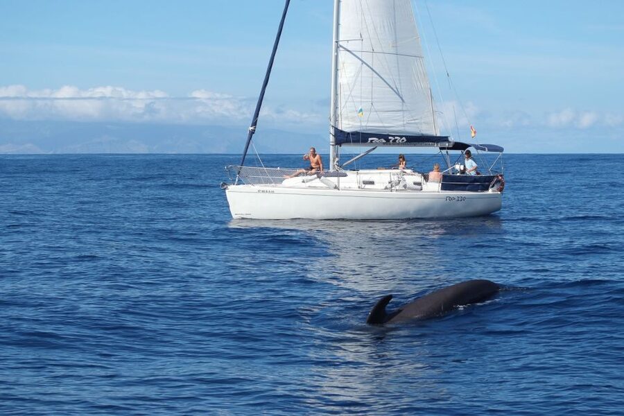 Tenerife: 3 &-6 Hour Private Whale & Dolphin Watching - Searching for whales, dolphins, and turtles