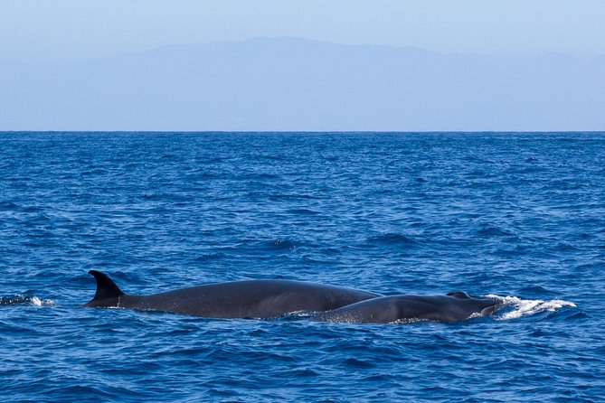 Tenerife 3-Hour Discover Whales and Dolphins - La Caleta de Adeje and the swimming stop