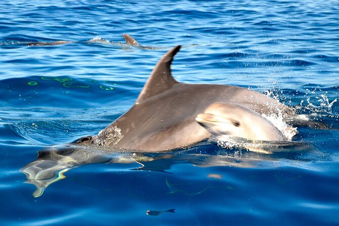 Tenerife 3-Hour Discover Whales and Dolphins - The return along Tenerife’s coast