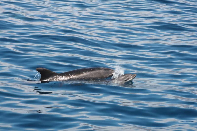 Tenerife: Accessible Whale Watching & Ocean Experience - Seven practical questions before booking