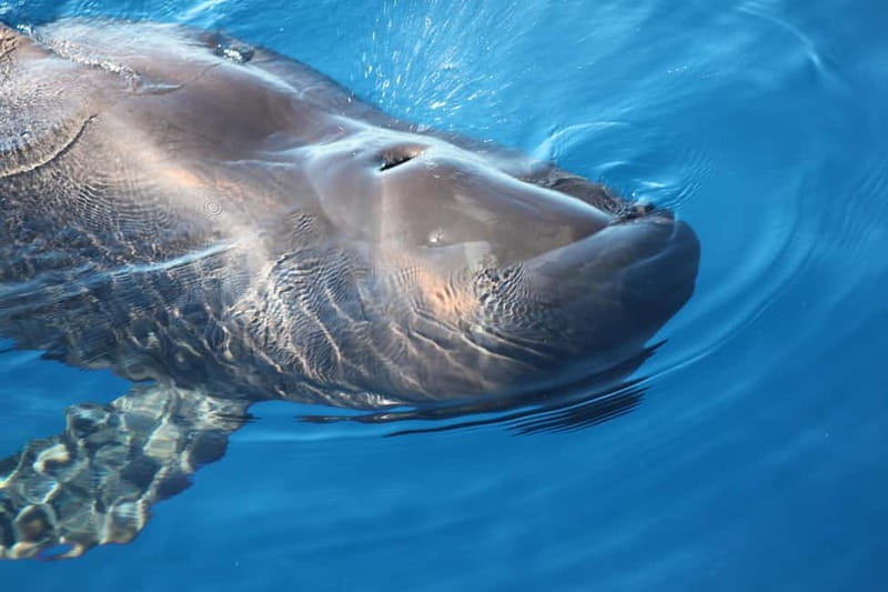 Tenerife: Accessible Whale Watching & Ocean Experience - Why this Tenerife boat trip feels different