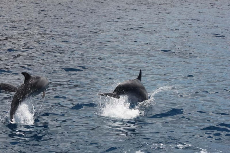 Tenerife: Accessible Whale Watching & Ocean Experience - Watching dolphins, pilot whales, and turtles