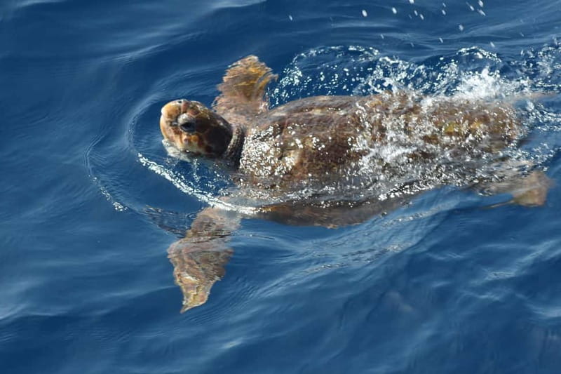 Tenerife: Accessible Whale Watching & Ocean Experience - What the $64 price buys you