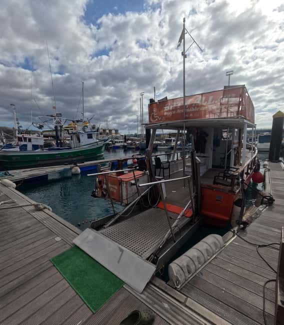 Tenerife: Accessible Whale Watching & Ocean Experience - Leaving from Los Cristianos Harbour