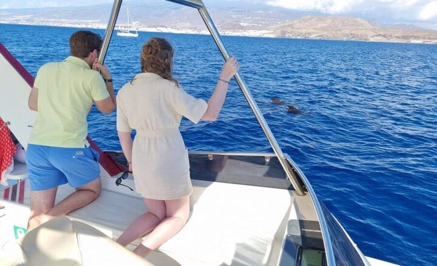 Tenerife: Eco-Yacht Whale and Dolphin Watching and Swimming - Languages, comfort, and what to pack
