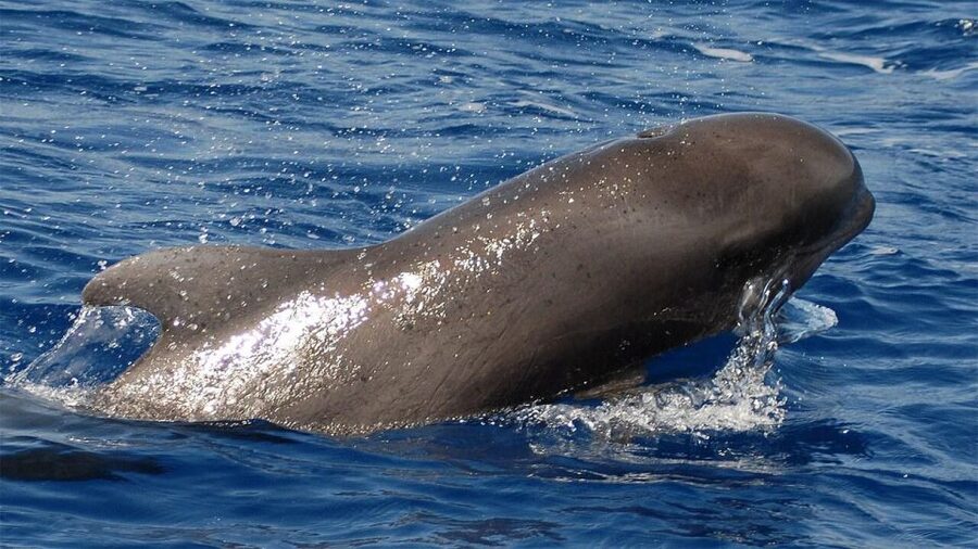 Tenerife: Eco-Yacht Whale and Dolphin Watching and Swimming - Why Tenerife is good for a short whale-watching trip