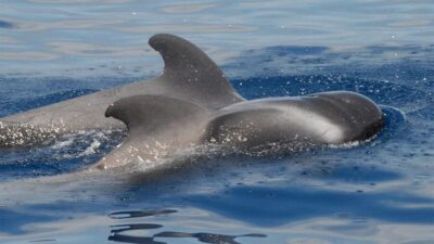 Tenerife: Eco-Yacht Whale and Dolphin Watching and Swimming