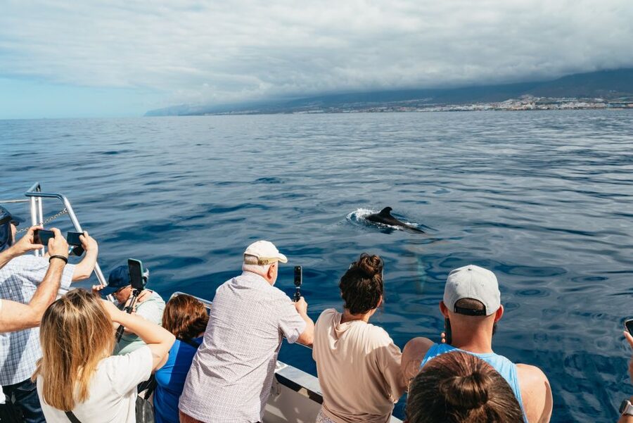 Tenerife: Eco-Yacht Whale and Dolphin Watching and Swimming - Wildlife watching without the chase