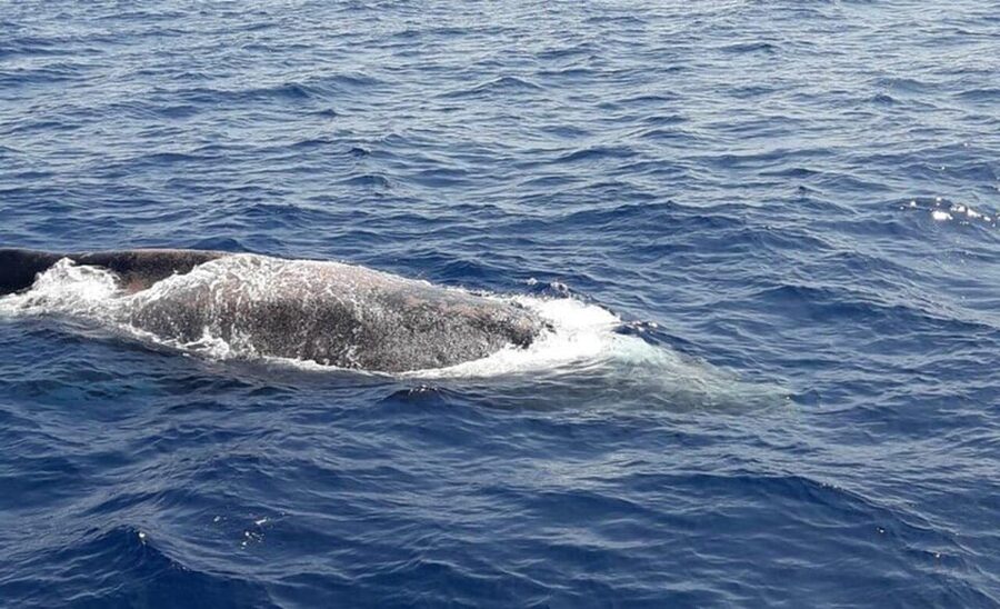 Tenerife: Eco-Yacht Whale and Dolphin Watching and Swimming - Passing Palm-Mar and the Cave of Love