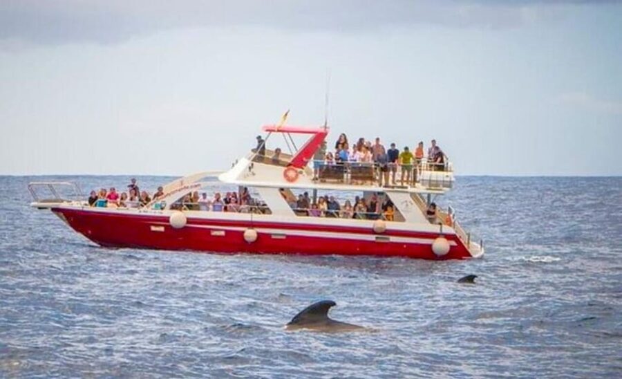 Tenerife: Eco-Yacht Whale and Dolphin Watching and Swimming - Swimming and snorkeling from the yacht
