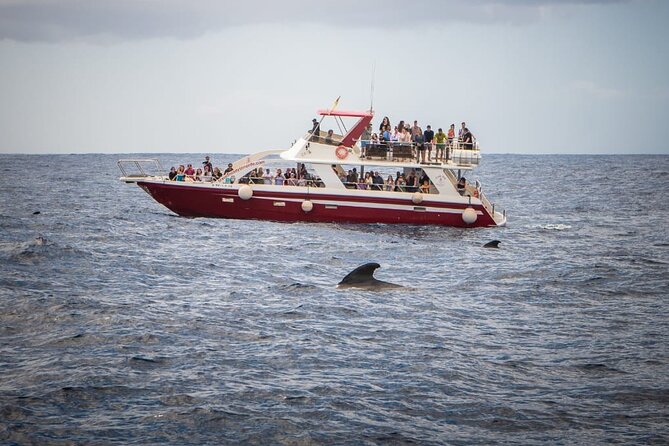 Tenerife Los Cristianos: Whale and Dolphin Eco-Yacht and Swim Stop - A swim stop in open Atlantic water