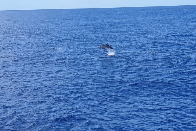 Tenerife Los Cristianos: Whale and Dolphin Eco-Yacht and Swim Stop - Choosing the best departure time