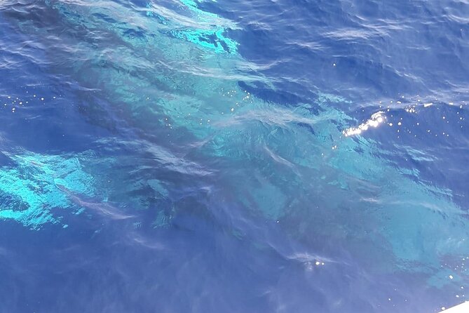 Tenerife Los Cristianos: Whale and Dolphin Eco-Yacht and Swim Stop - Price, value, and what you actually receive