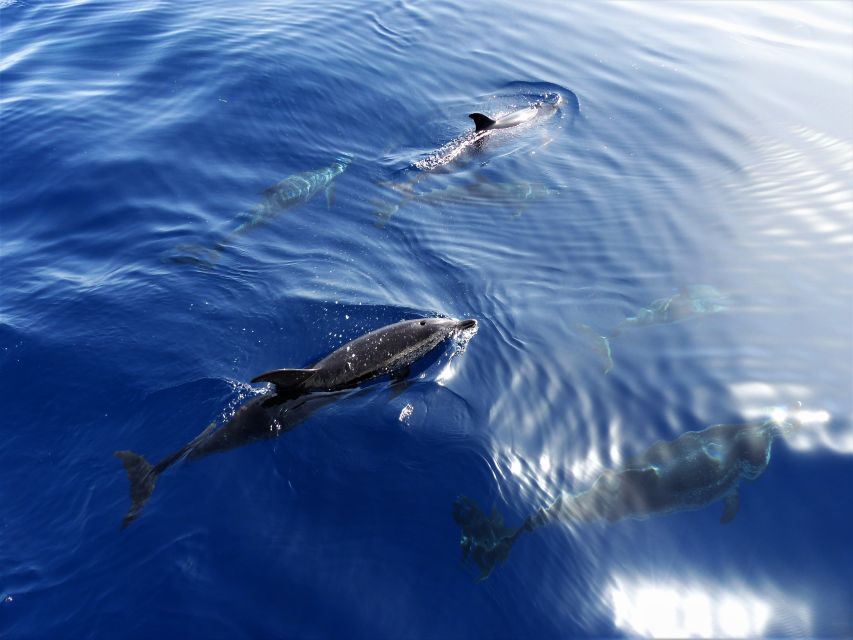 Tenerife: Los Gigantes Whale Watching Cruise by Sail Boat - Key things to know before booking
