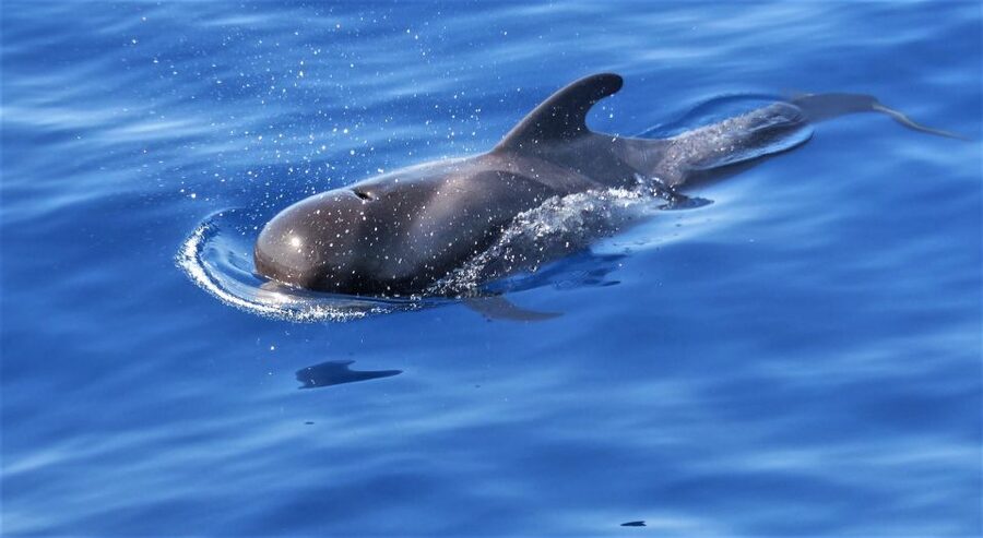 Tenerife: Los Gigantes Whale Watching Cruise by Sail Boat - Two hours searching for whales and dolphins