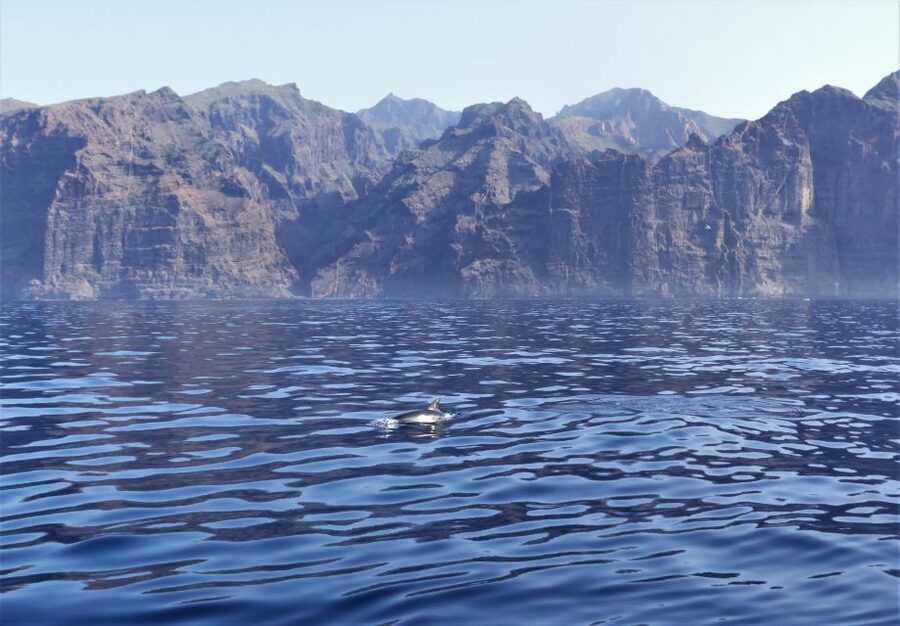 Tenerife: Los Gigantes Whale Watching Cruise by Sail Boat - Booking and practical details