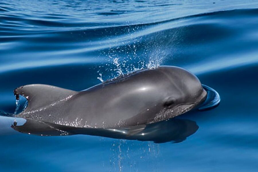Tenerife: Luxury Private Whale & Dolphin Watching Tour - Choosing between three and six hours