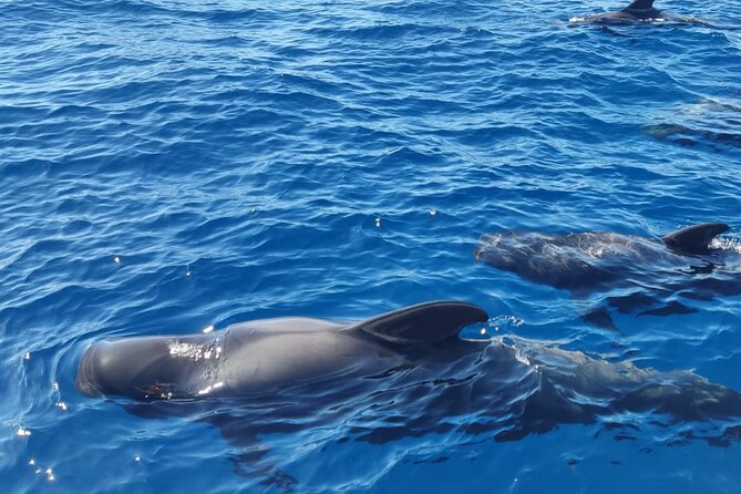 Tenerife Motor Boat Whale Watching & Snorkeling Experience - Setting off from Puerto Colón in Costa Adeje