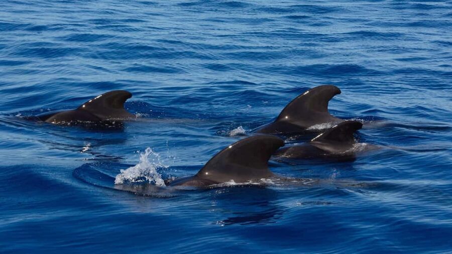 Tenerife: Ocean Pack Jet Ski and Yacht Whale Watching - Three hours searching for whales and dolphins