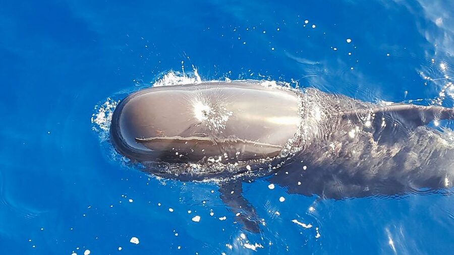 Tenerife: Sailboat Tour Whale Watching Food and Snorkeling - Wildlife watching without a circus atmosphere