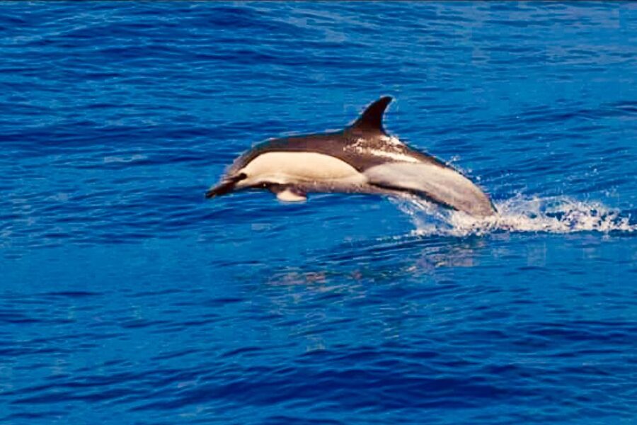 Tenerife: Sailboat Tour Whale Watching Food and Snorkeling - The swim and snorkeling stop