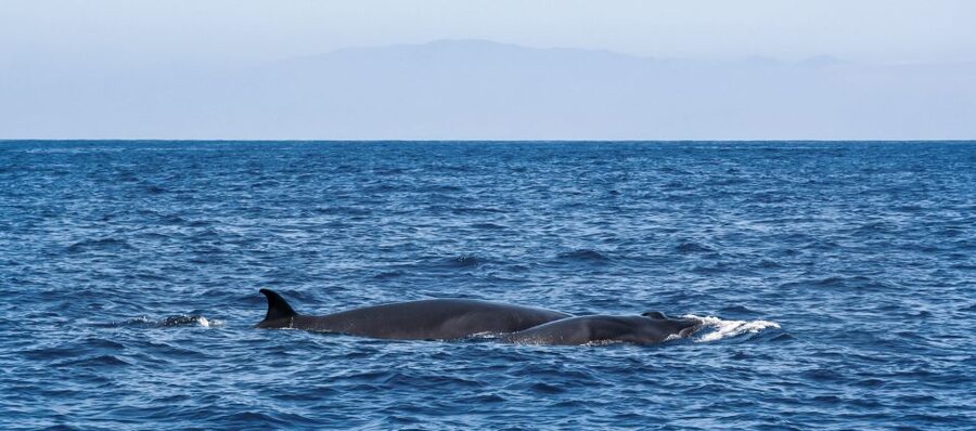 Tenerife: Sailboat Tour Whale Watching Food and Snorkeling - Baguettes, cake, cava, and a relaxed lunch