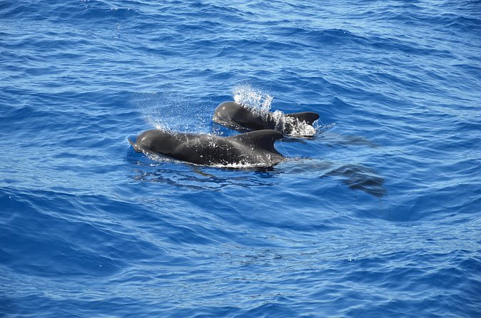 Tenerife: Whale and dolphin watching - Dolphins, turtles, and the lucky extras