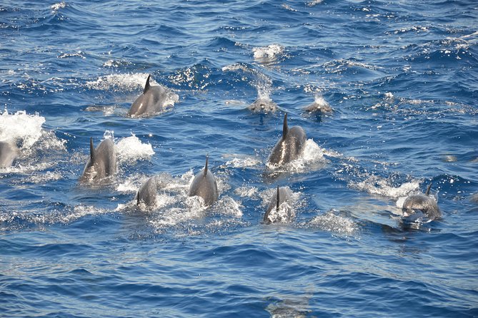 Tenerife: Whale and dolphin watching - Meeting William and Stylian