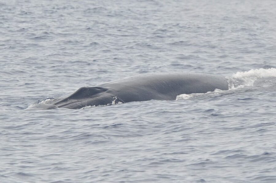Tenerife: Whale and Dolphin Watching Boat Tour - Booking flexibility and practical timing