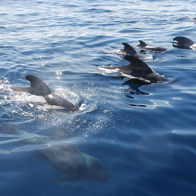 Tenerife: Whale and Dolphin Watching Boat Tour - Setting out from Puerto Colón